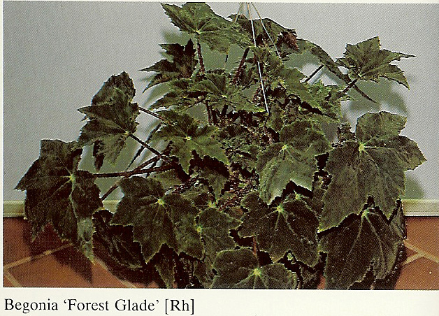 B. ‘Forest Glade’